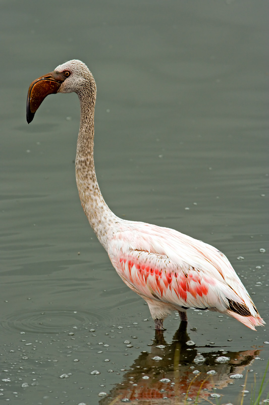 Lesser Flamingo (phoenicopterus minor)