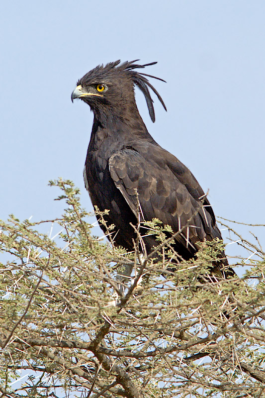 Long Crested Eagle