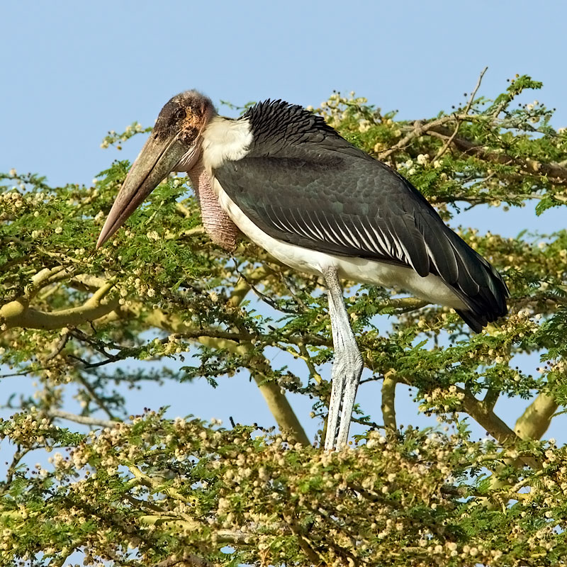 Marabu Stork  on Tree (leptoptilos crumeniferus)
