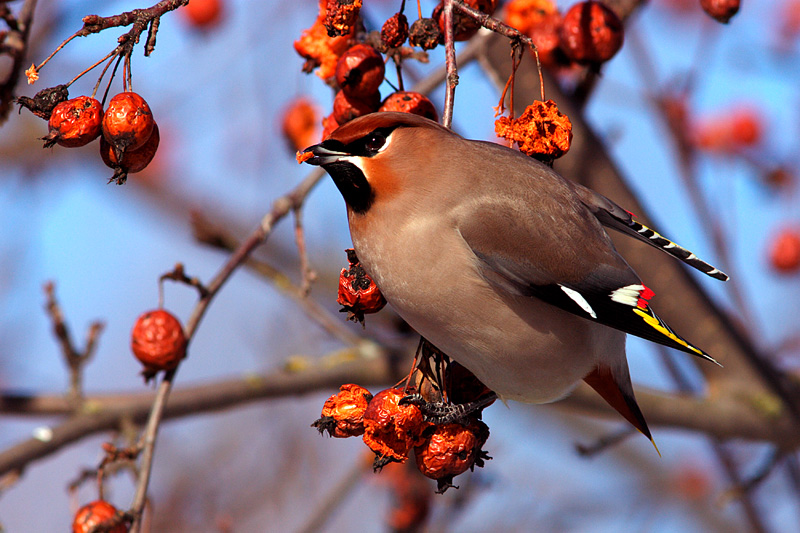 Bohemian Waxwing (bombycilla garrulus)