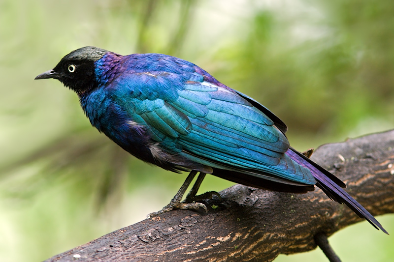 Meves's (Longtailed) Starling (lamprotornis mevesii)