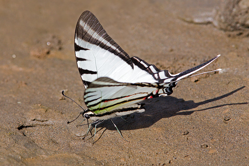 Rothschild's Swordtail (protesilaus earis) Eating Minerals