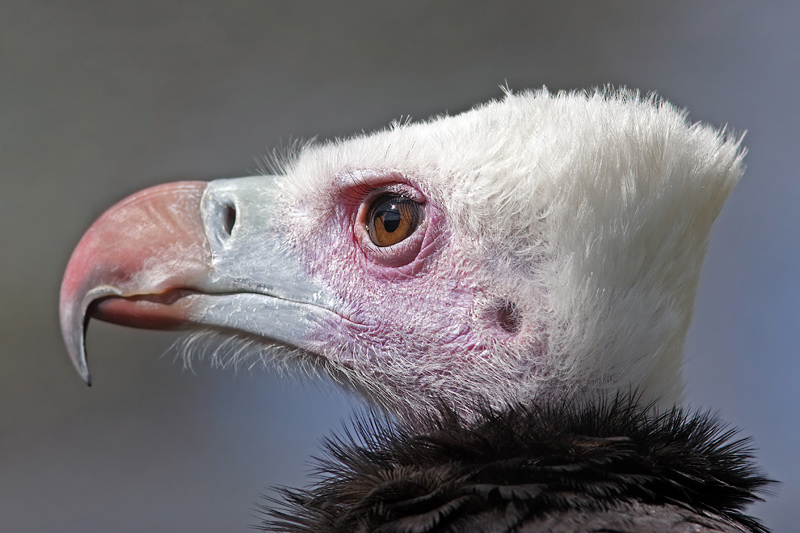 I'm So Beautiful (White-Headed Vulture, trigonoceps occipitalis)