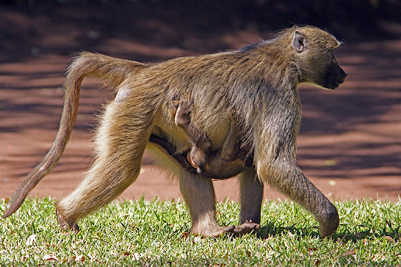 Baboon Carrying Baby