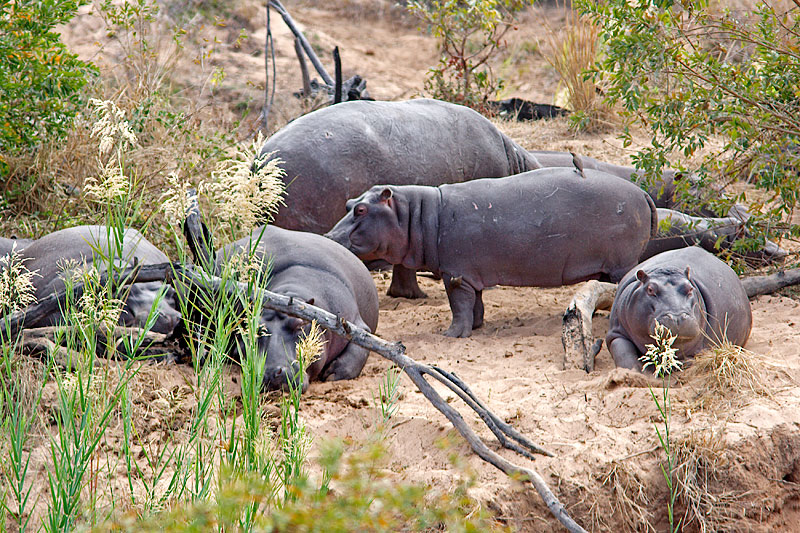 Hippos Paradise