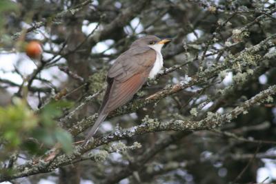 52258384_YellowbilledCuckoo.jpg