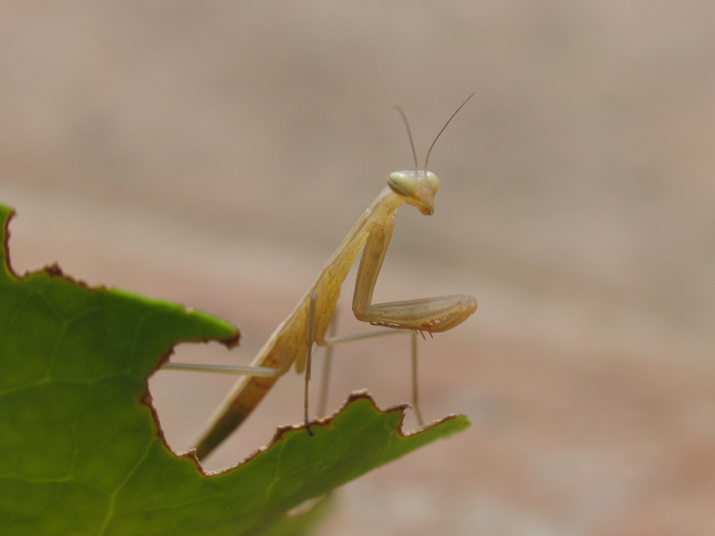 Praying mantis