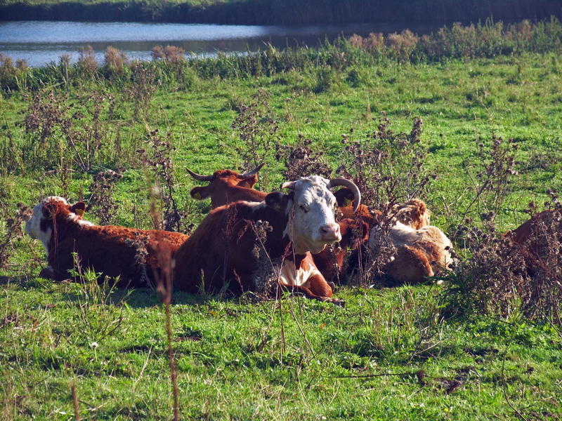 Local cows at lunch rest