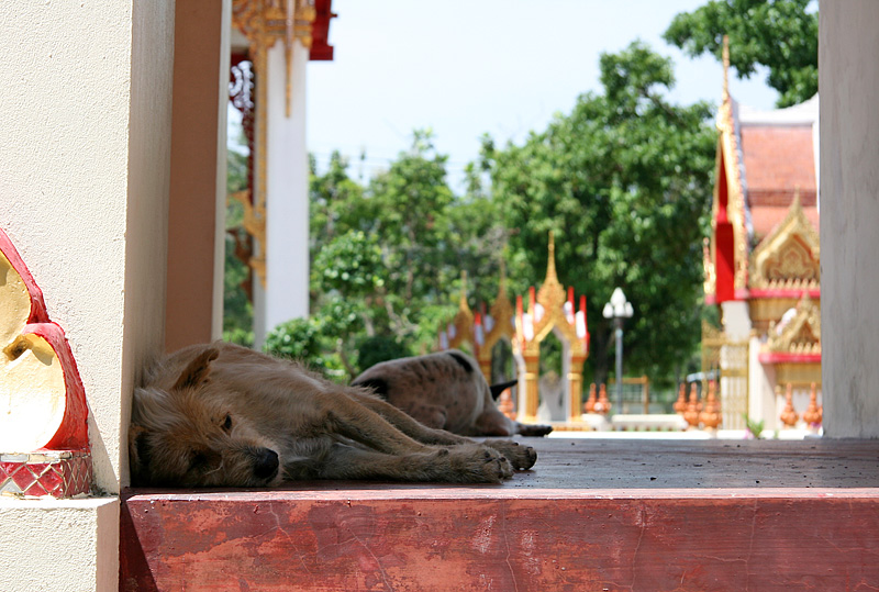 Tempel Dog