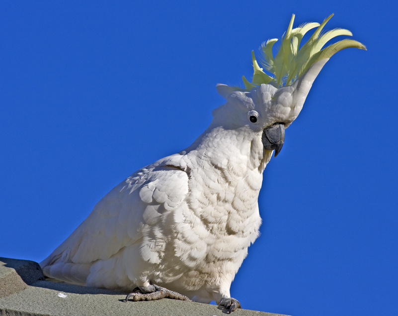 Sulphur Crested Cockatoo