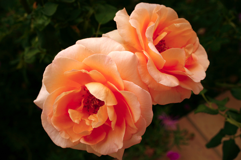 Rose Apricot Nectar