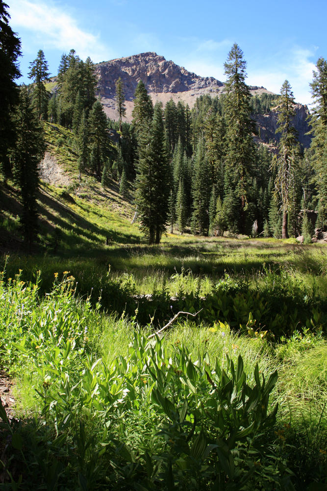Late afternoon light in the meadow.