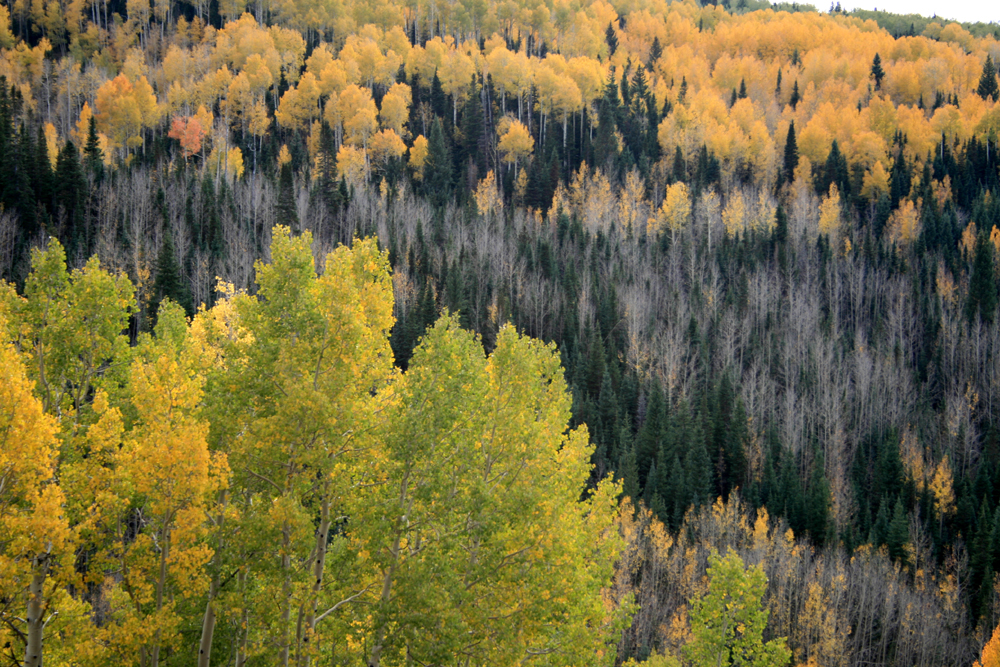 Fall colors on the La Sal Mountains