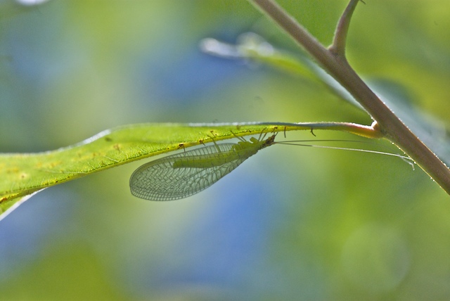 Lacewing  2123.jpg