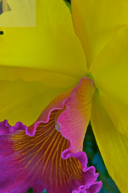 yellow cattleya  AOS show winner