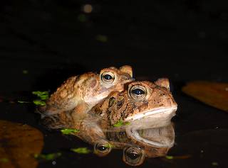 Toads in Love, In the Photographers backyard!