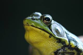 Michigan Frog Face