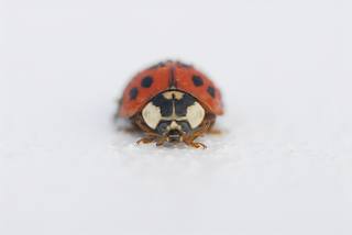 Ladybug II