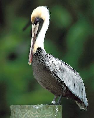 Pelican with legband
