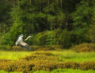 Blue Heron Landing in Bog
