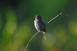 Song Sparrow singing in Stutsmansville Bog
