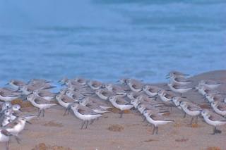 Sanderlings on Delray Beach