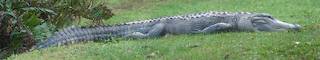 Alligator Panorama-would not fit one frame