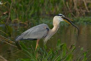 Great Blue Heron eating a snake