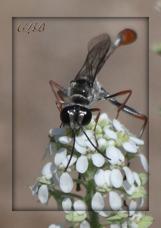Thread-Waisted Wasp