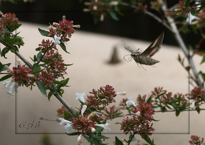 White-lined Sphynx Moth