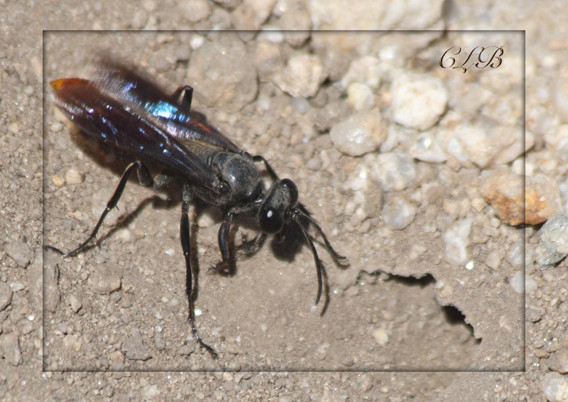 A Nature Lesson With A Brachonid Wasp