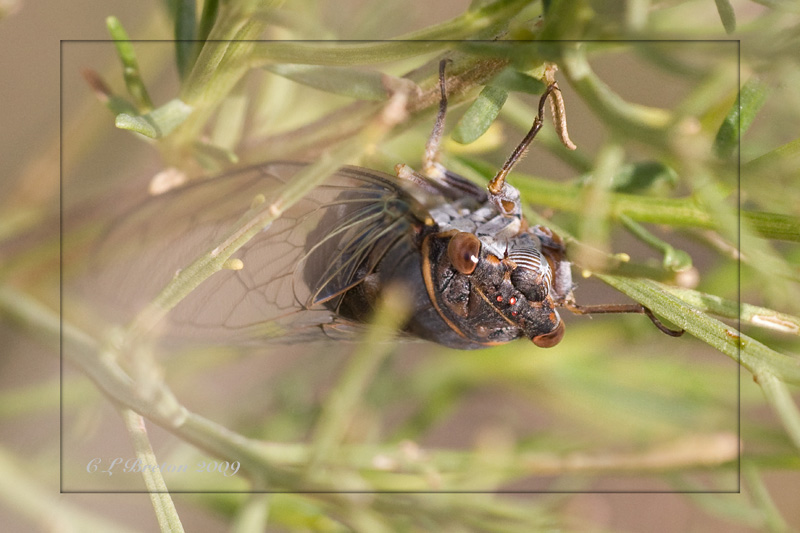 Cicada