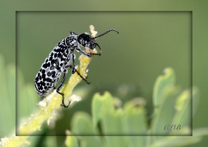 Blister Beetle
