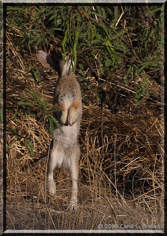 Rabbit IMG_5667