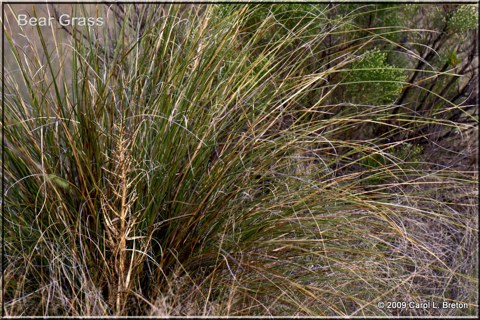 Bear Grass