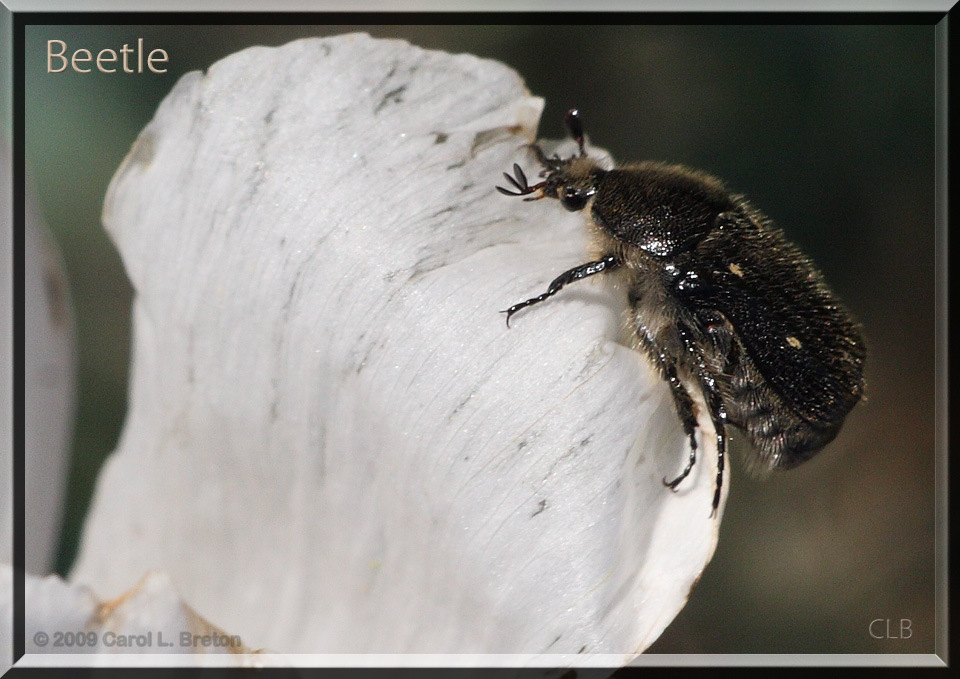 Beetle