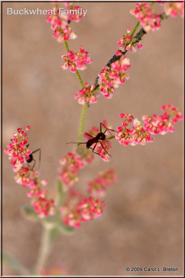 Buckwheat Family
