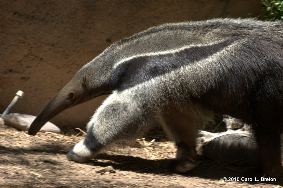 Giant Anteater