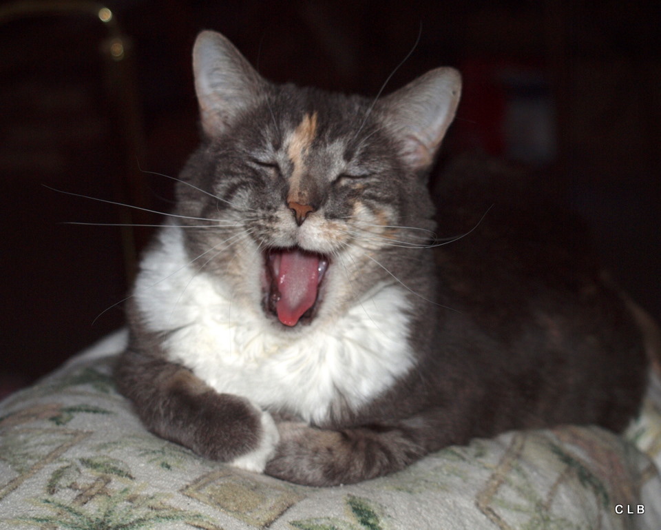 Gigi