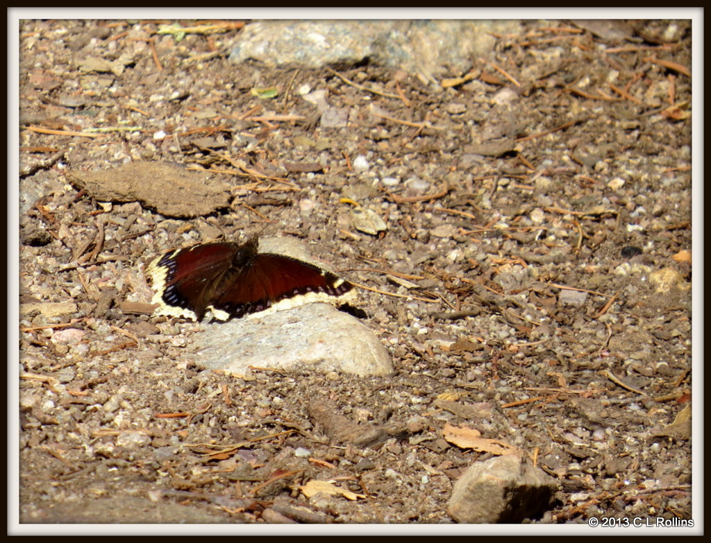 IMG_1414 Mourning Cloak