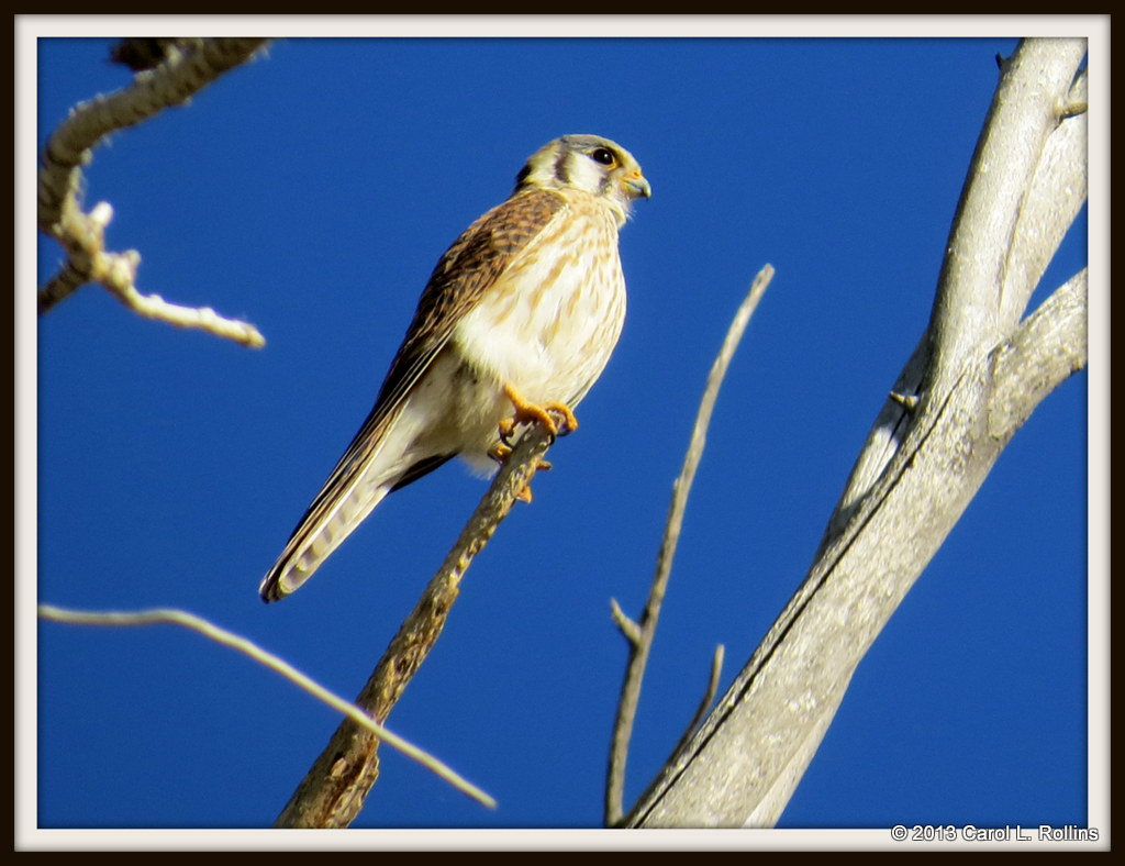 IMG_3330 American Kestrel female