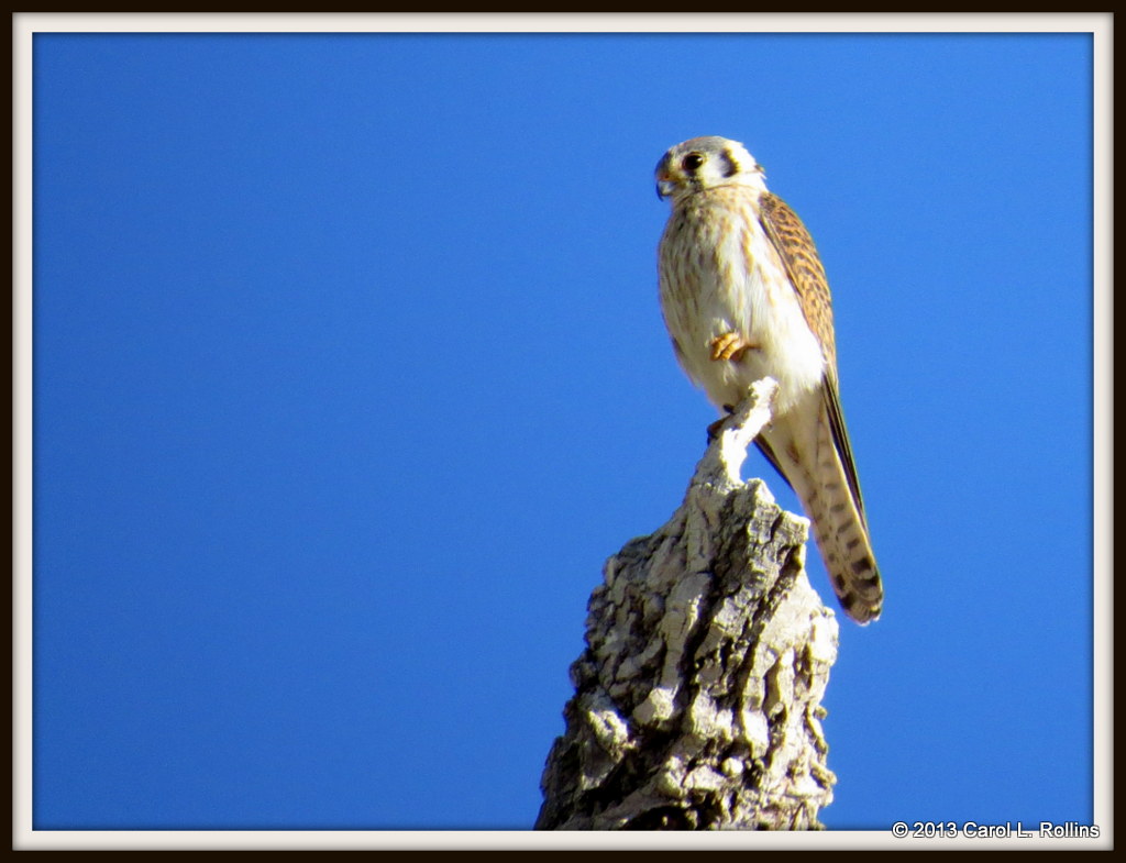 IMG_3318 American Kestrel female