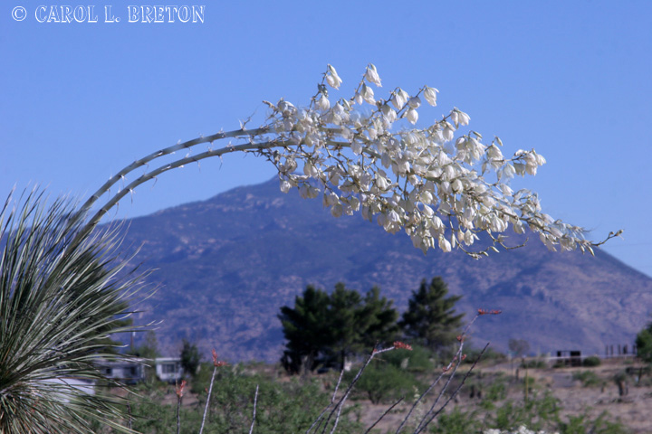 Heavy Yucca