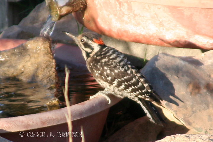Ladder-backed Woodpecker