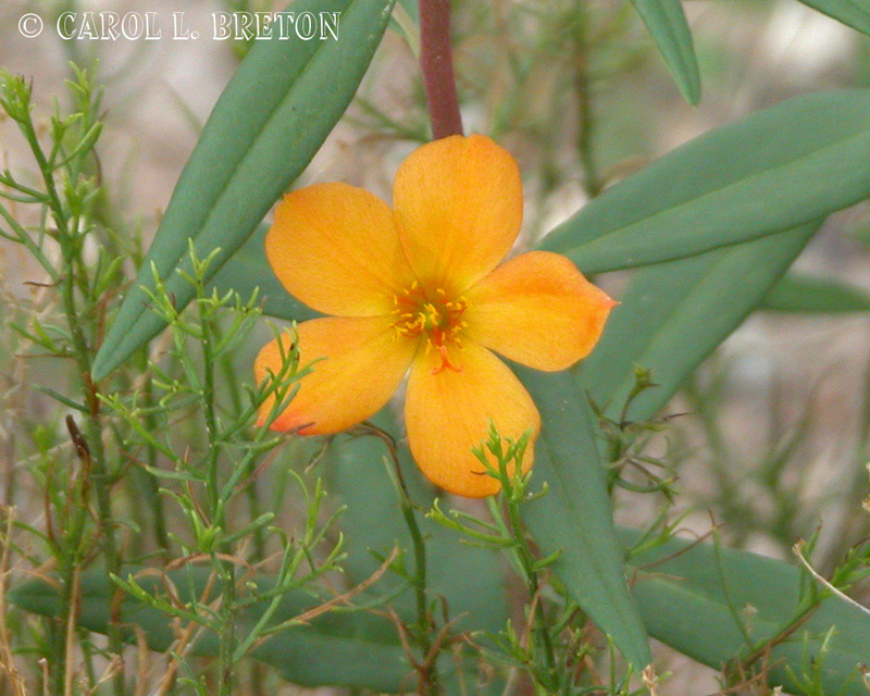 Desert Wildflower