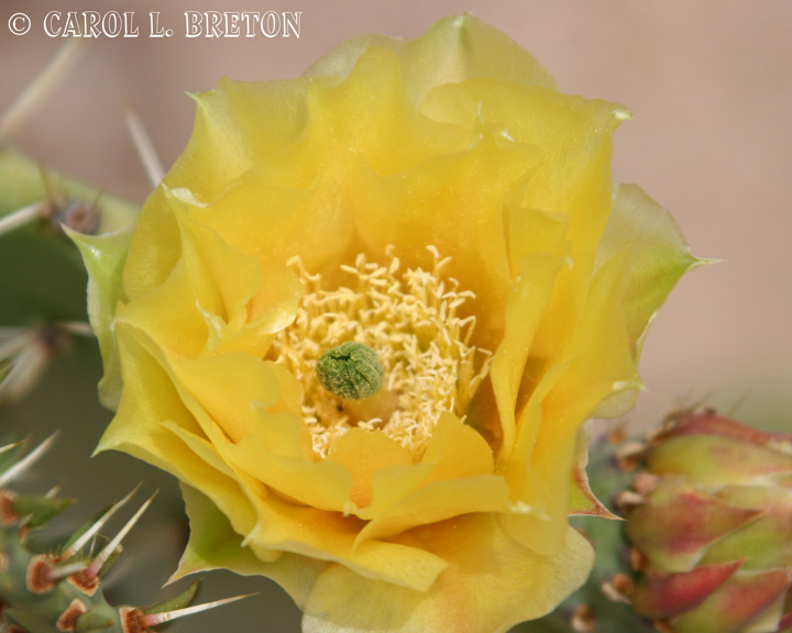 Prickly Pear Cactus Flower