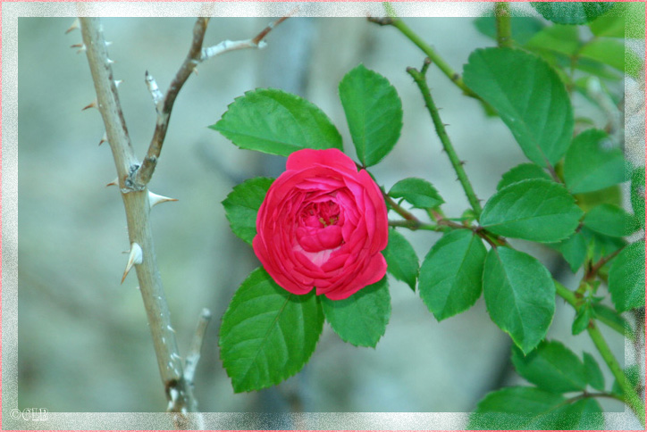 A Single Miniature Rose