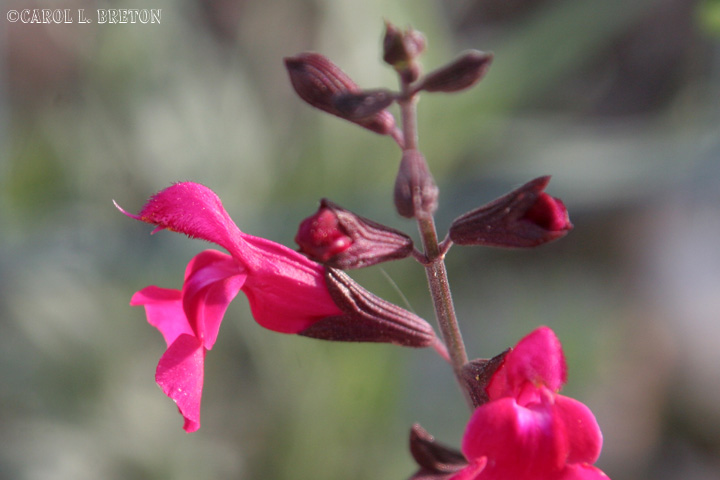 Salvia