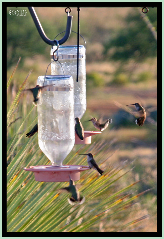 Evening Feeding Frenzy