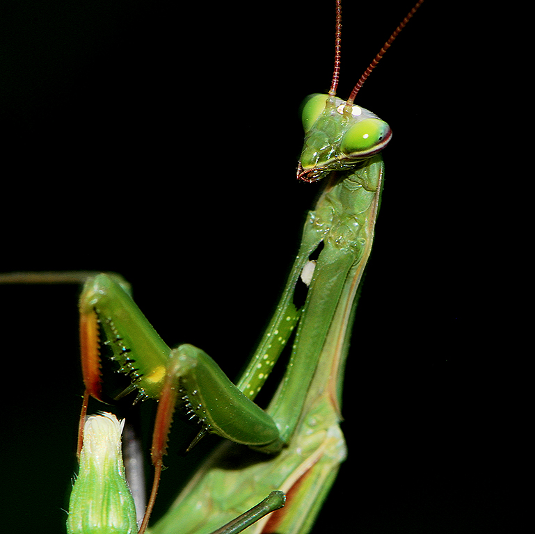 Mantis Religiosa